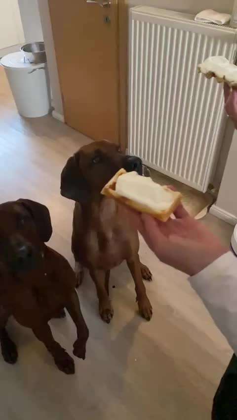 Rhodesian Ridgeback-Beitrag-Bild