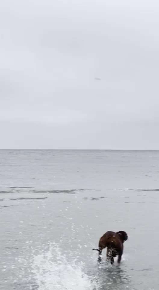 Rhodesian Ridgeback-Beitrag-Bild