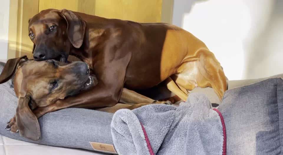 Rhodesian Ridgeback-Beitrag-Bild