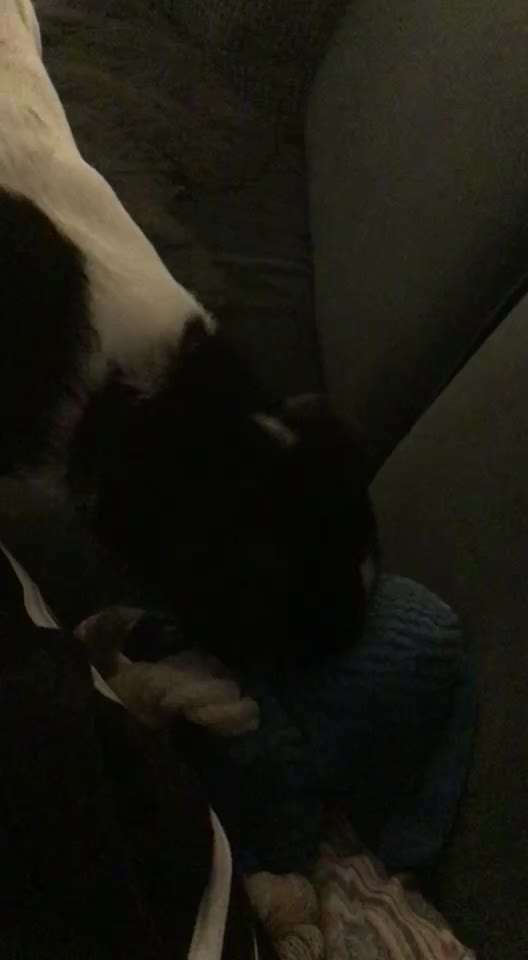 Dansky (Dansk-Svensk Gårdshund)-Beitrag-Bild