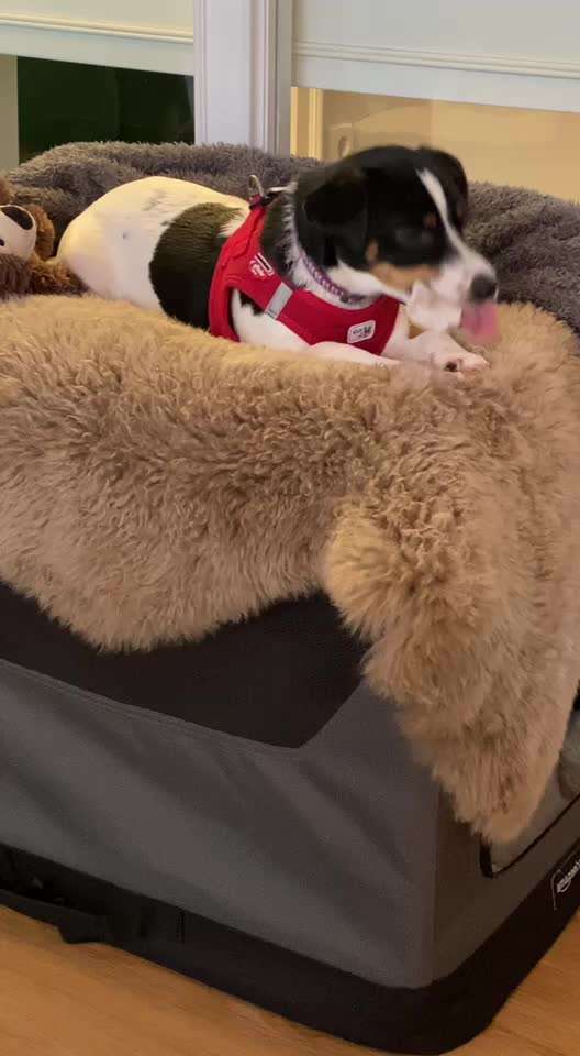 Dansky (Dansk-Svensk Gårdshund)-Beitrag-Bild