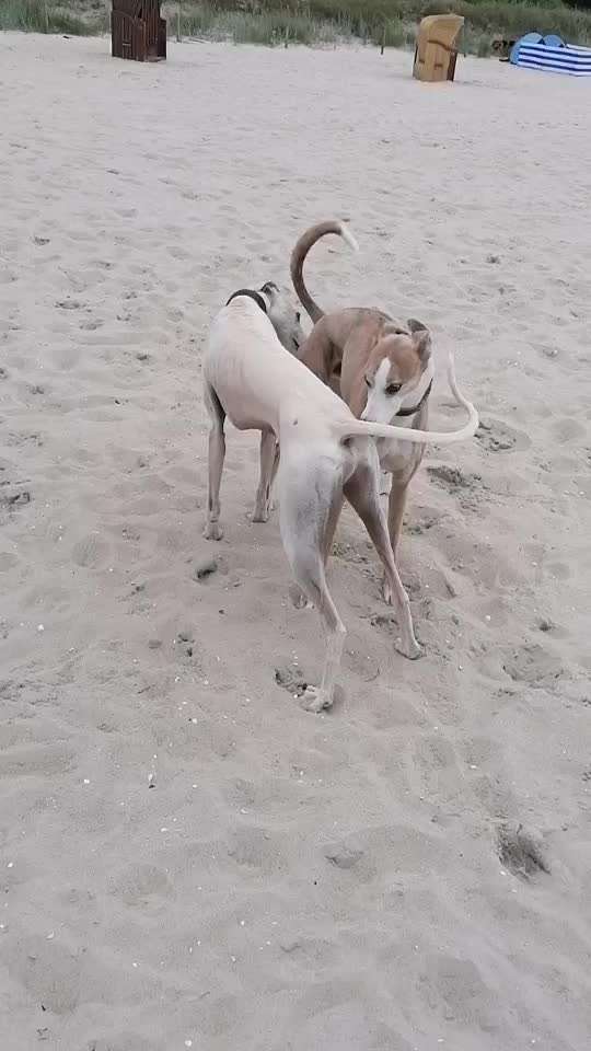 Windhunde - Treffen der besonderen Schönheiten
HERZLICH WILLKOMMEN-Beitrag-Bild