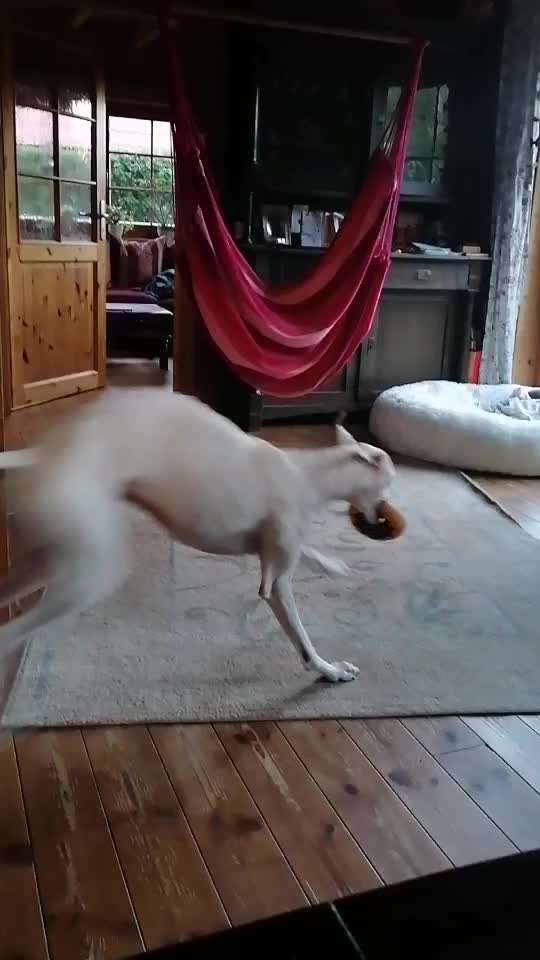 Windhunde - Treffen der besonderen Schönheiten
HERZLICH WILLKOMMEN-Beitrag-Bild