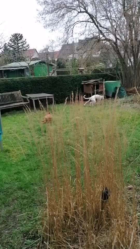 Windhunde - Treffen der besonderen Schönheiten
HERZLICH WILLKOMMEN-Beitrag-Bild