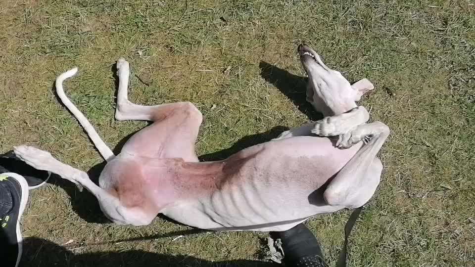 Windhunde - Treffen der besonderen Schönheiten
HERZLICH WILLKOMMEN-Beitrag-Bild