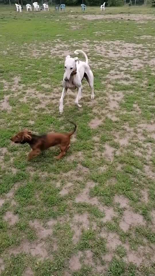 Windhunde - Treffen der besonderen Schönheiten
HERZLICH WILLKOMMEN-Beitrag-Bild