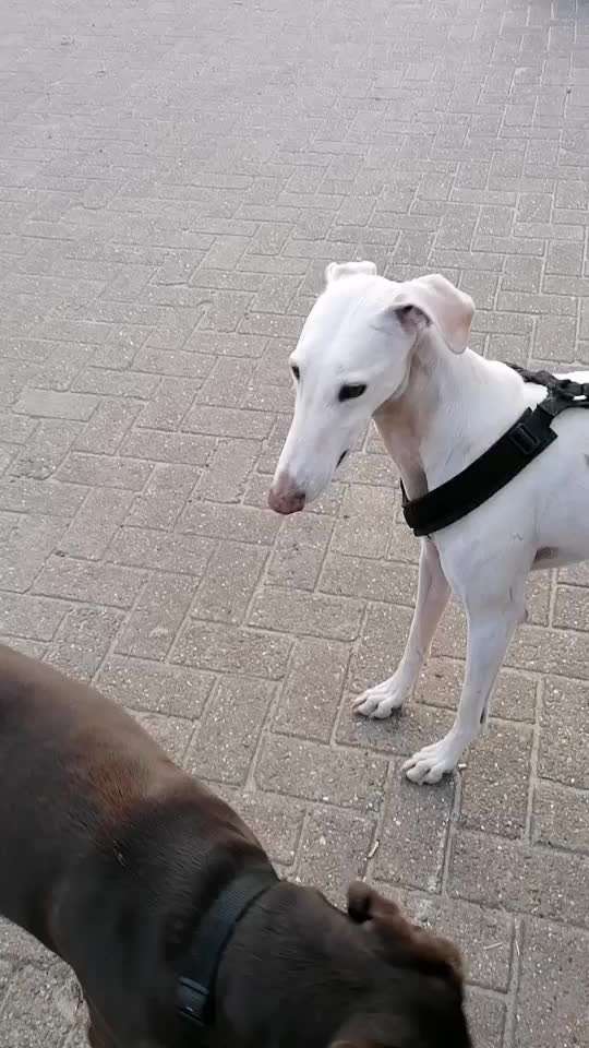 Windhunde - Treffen der besonderen Schönheiten
HERZLICH WILLKOMMEN-Beitrag-Bild