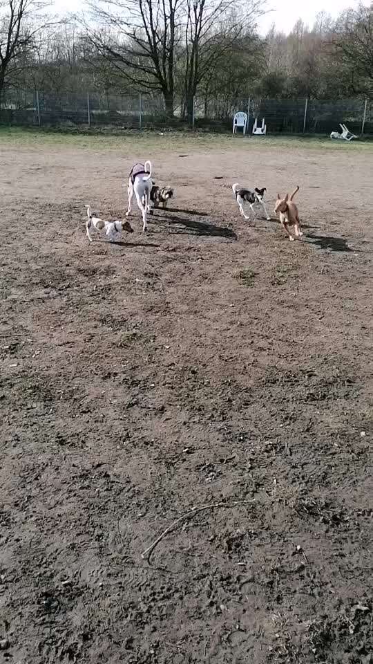 Windhunde - Treffen der besonderen Schönheiten
HERZLICH WILLKOMMEN-Beitrag-Bild
