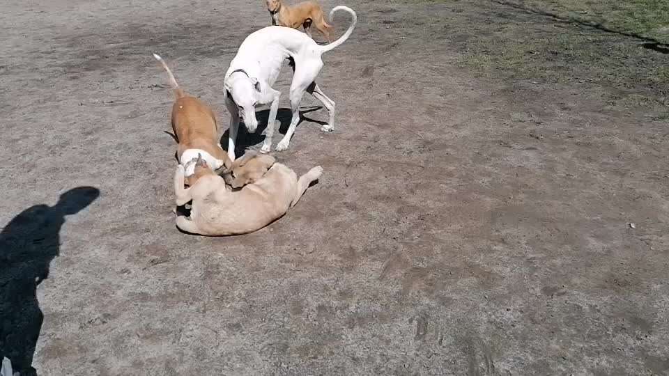 Windhunde - Treffen der besonderen Schönheiten
HERZLICH WILLKOMMEN-Beitrag-Bild