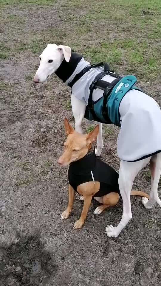 Windhunde - Treffen der besonderen Schönheiten
HERZLICH WILLKOMMEN-Beitrag-Bild