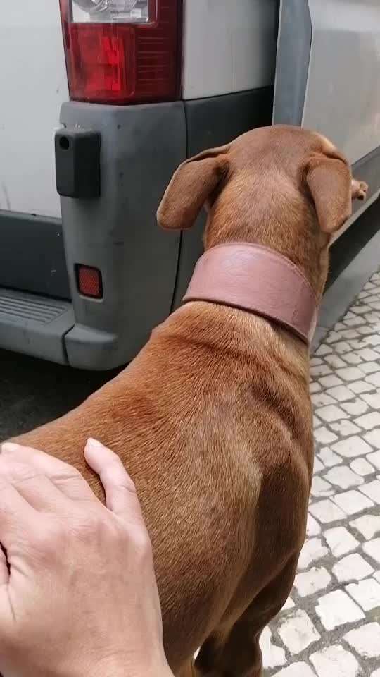 Windhunde - Treffen der besonderen Schönheiten
HERZLICH WILLKOMMEN-Beitrag-Bild