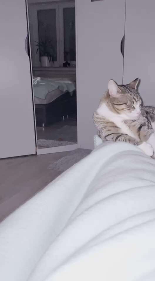 Darf der Hund bei Euch im Bett schlafen?-Beitrag-Bild