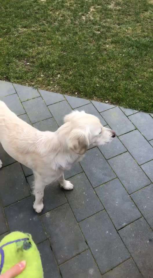 Hund frisst und trinkt nicht-Beitrag-Bild