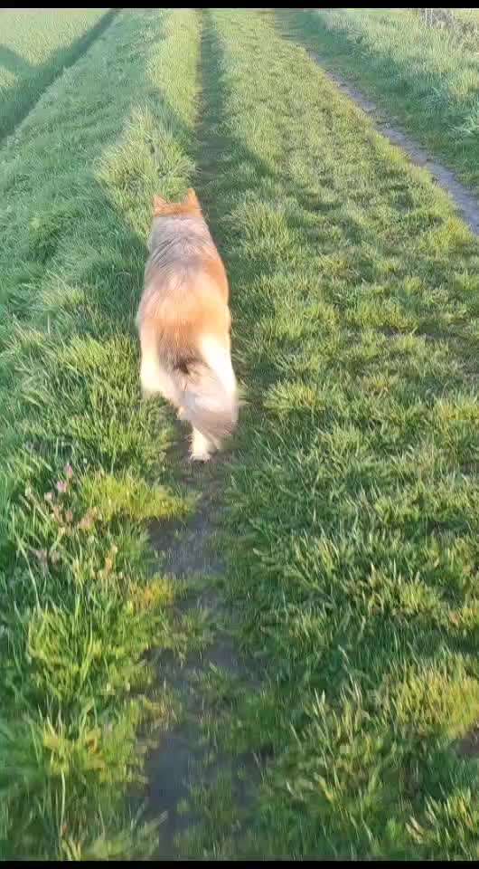 Collies gesucht-Beitrag-Bild