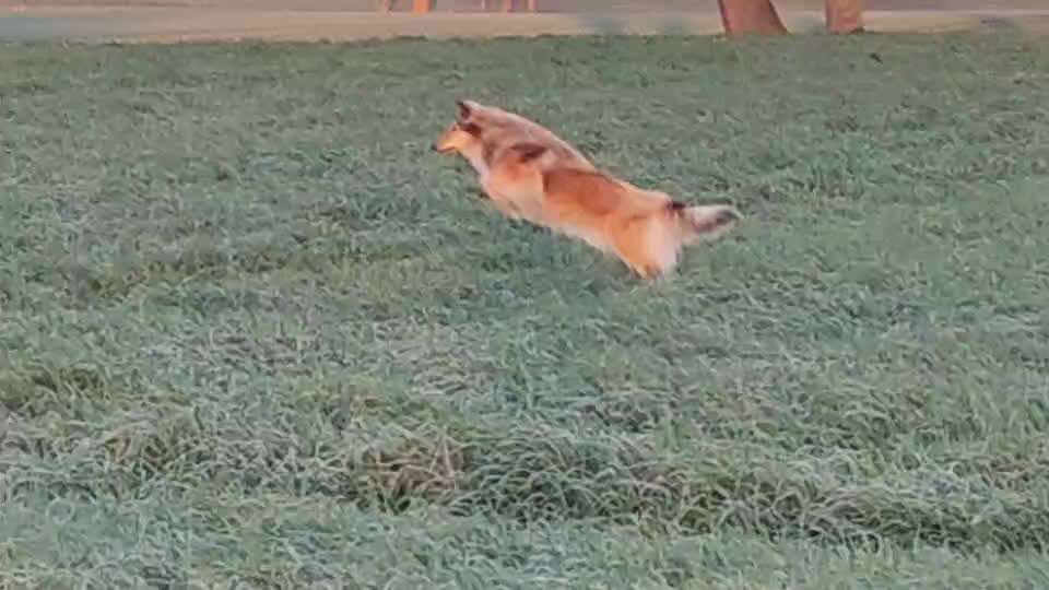 Collies gesucht-Beitrag-Bild