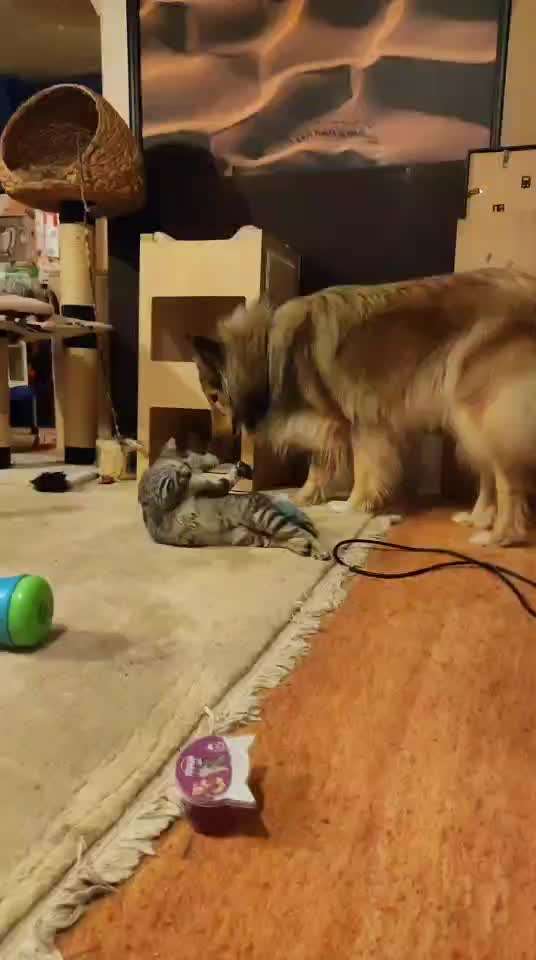 Collies gesucht-Beitrag-Bild