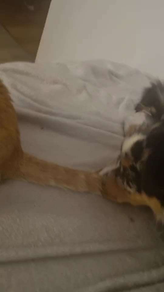 Zeigt hier Euer liebstes Video Eurer Hunde-Beitrag-Bild