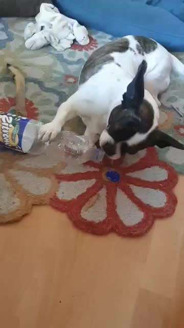 Angewohnheiten eurer Fellnasen-Beitrag-Bild