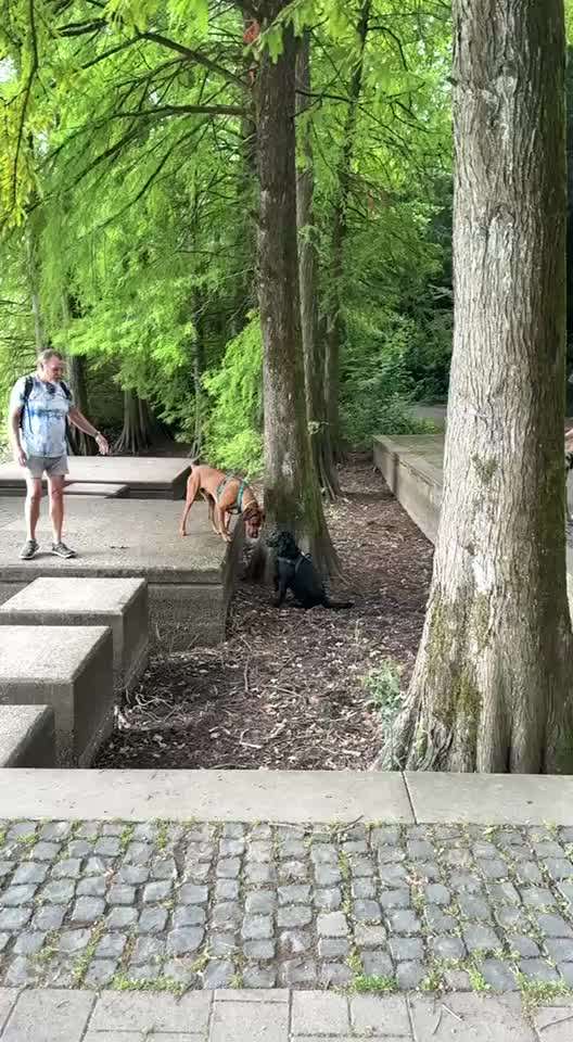 Fremder Hund kommt zu Themba-Beitrag-Bild