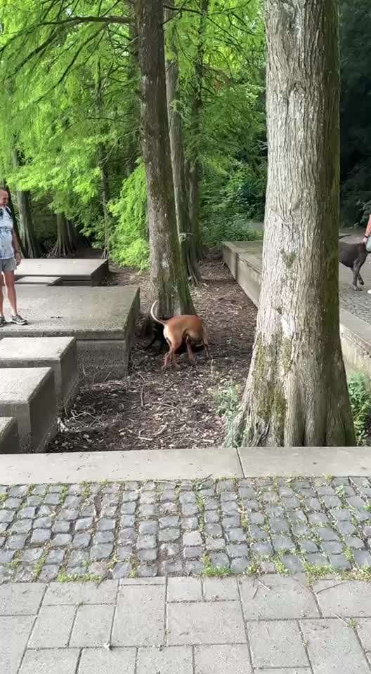 Fremder Hund kommt zu Themba-Beitrag-Bild