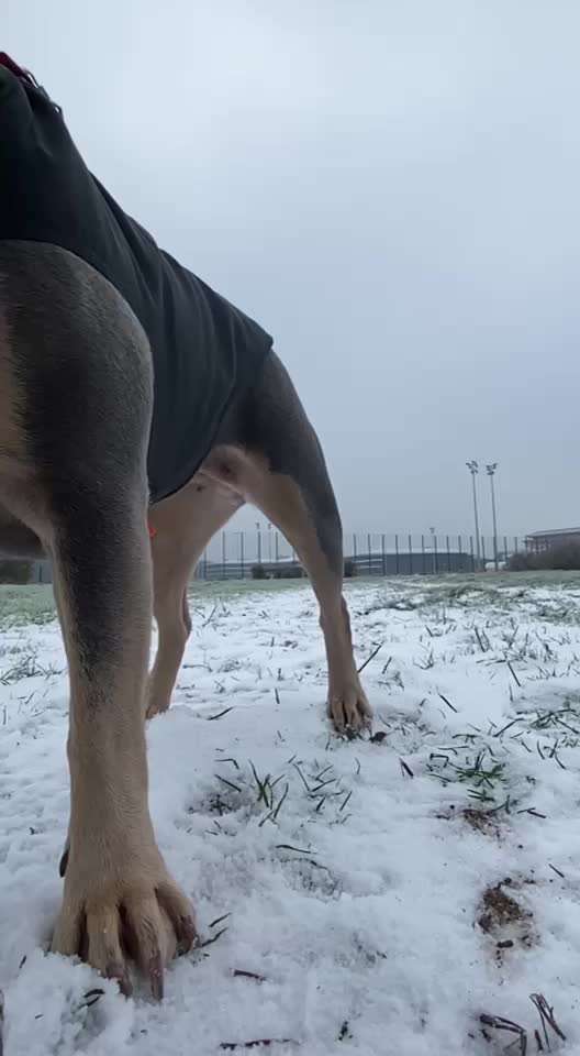 Französische Bulldoggen-Beitrag-Bild