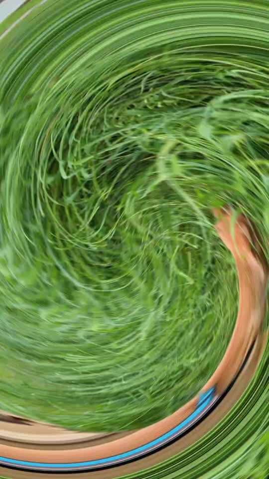 Tierschutzhunde suchen ein Zuhause-Beitrag-Bild