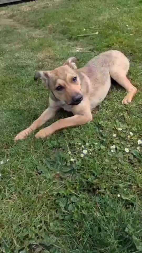 Tierschutzhunde suchen ein Zuhause-Beitrag-Bild