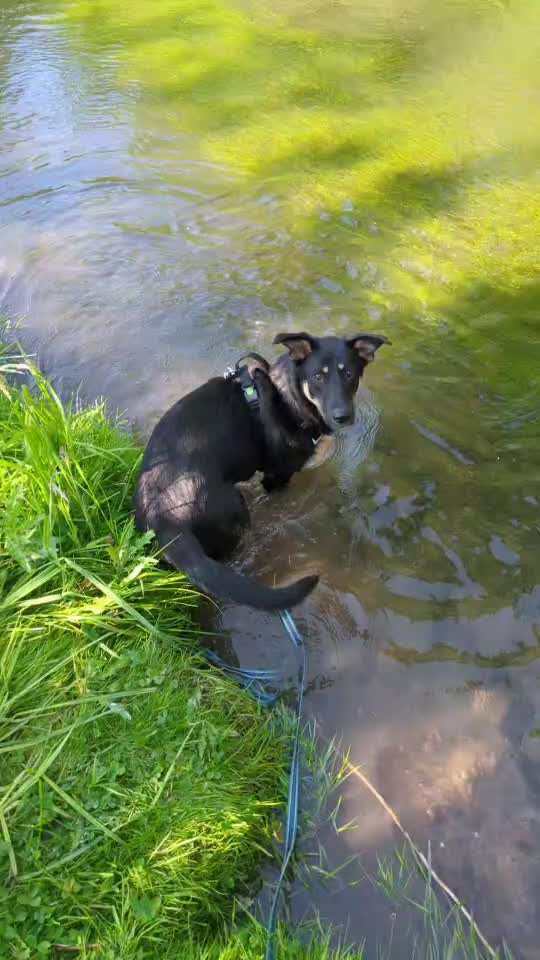 Tierschutzhunde suchen ein Zuhause-Beitrag-Bild