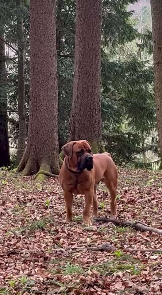 Boerboels-Beitrag-Bild