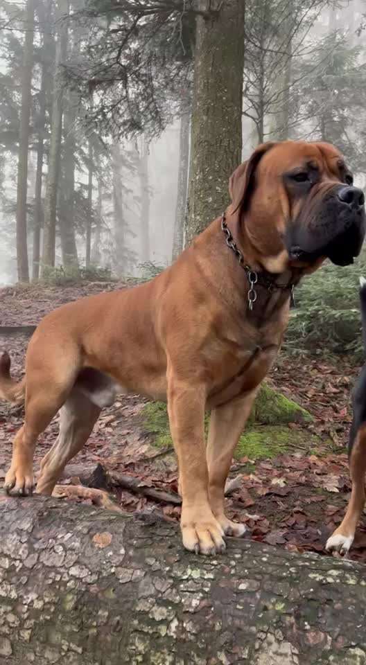 Boerboels-Beitrag-Bild
