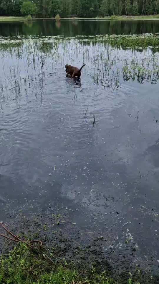 Wie kamst du zu deinem Hund?-Beitrag-Bild