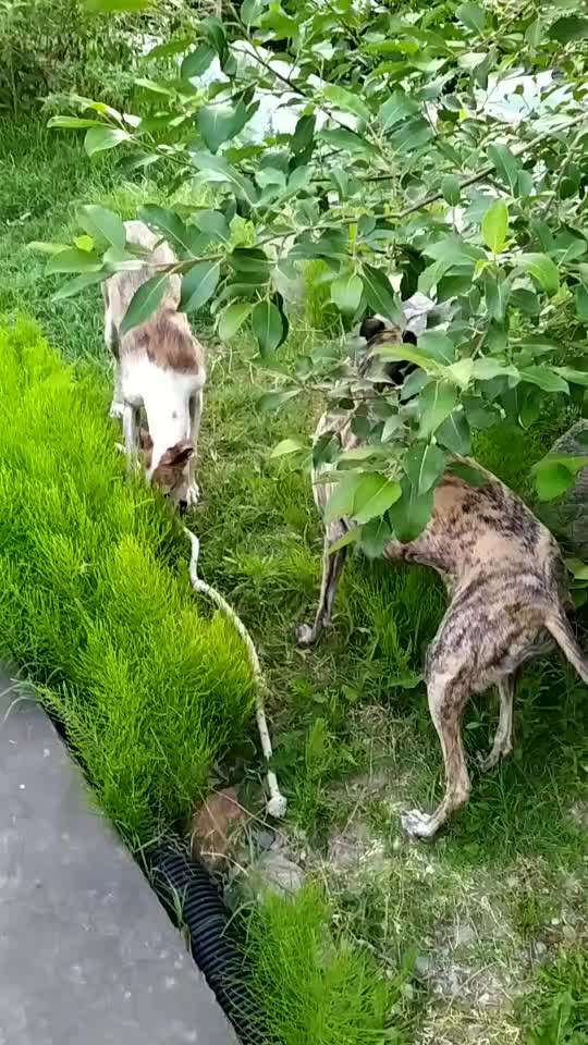 Größe eurer Windhunde-Beitrag-Bild