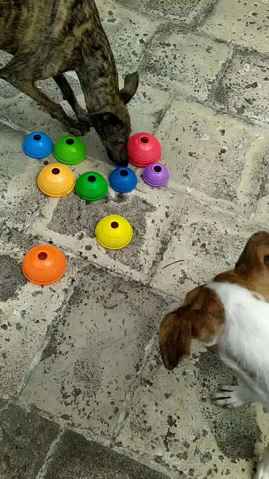 Windhunde - Treffen der besonderen Schönheiten
HERZLICH WILLKOMMEN-Beitrag-Bild