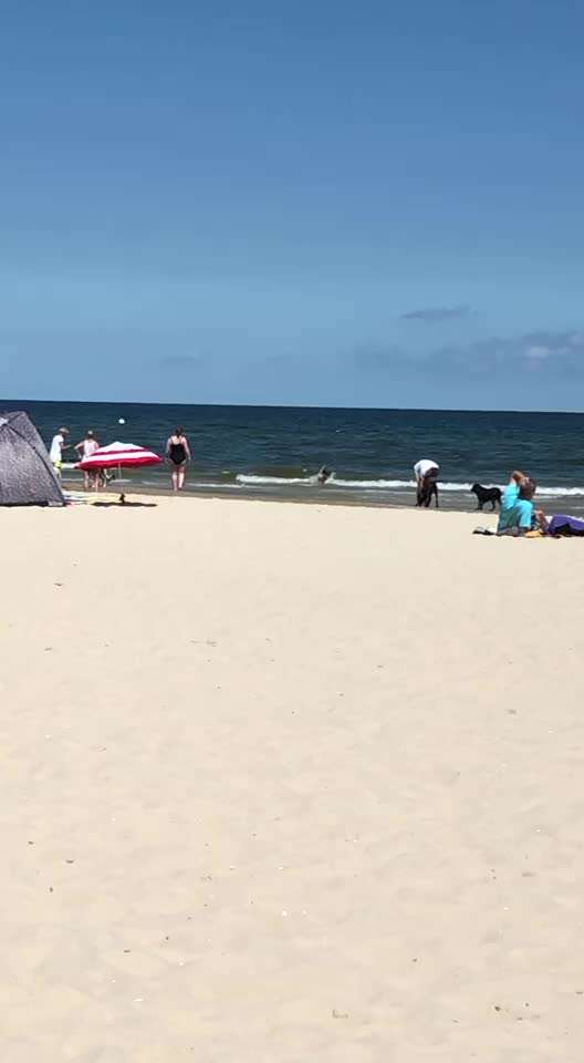 Wie sieht der perfekte Hundestrand aus?-Beitrag-Bild