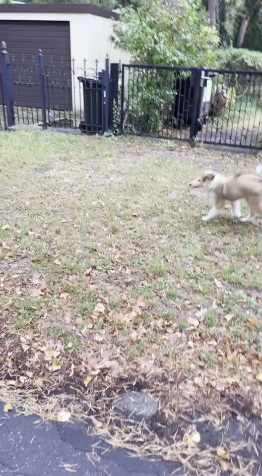 Fehlende Gefühle für den Welpen-Beitrag-Bild