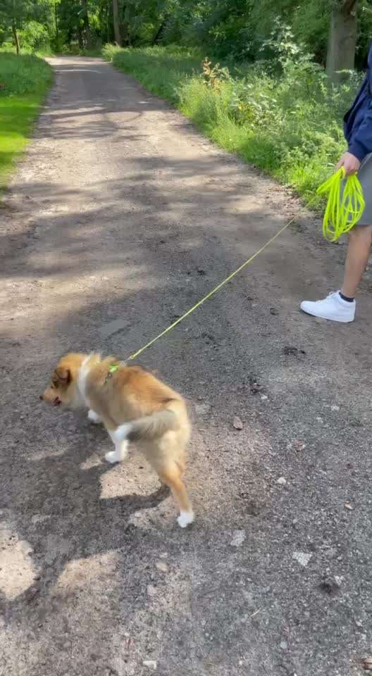 Fehlende Gefühle für den Welpen-Beitrag-Bild