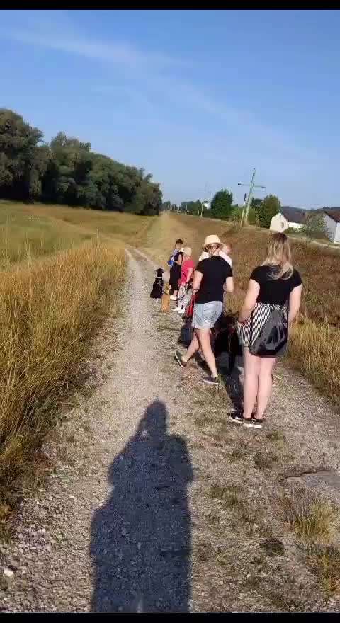 Mein hund steht immer unter Stress-Beitrag-Bild