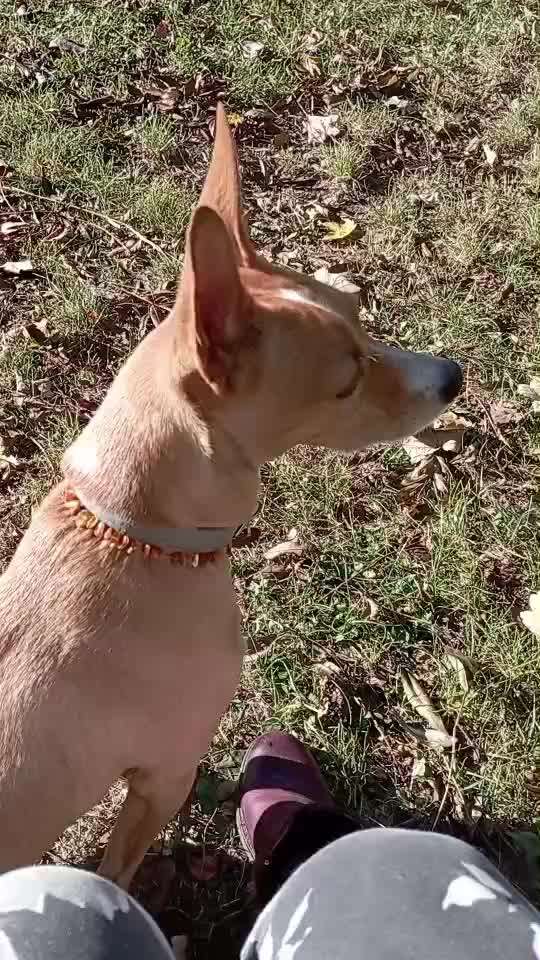 Mein hund steht immer unter Stress-Beitrag-Bild