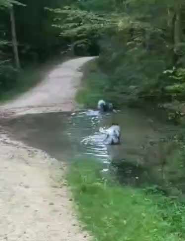 Spitz--Zwergspitz--kleinspitz---mittelspitz----Großspitz--Wolfsspitz-Beitrag-Bild