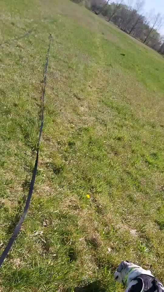 Podencomischling oder Podenco-Beitrag-Bild