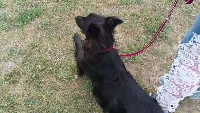 34. Impulskontrollübung "Ruhe an fremden Orten"-Beitrag-Bild