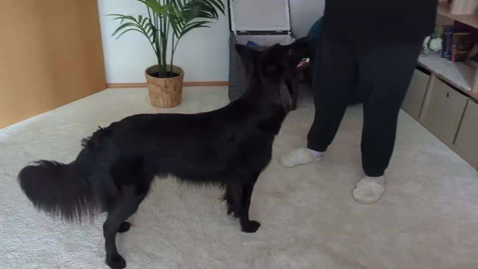 Trick Spiel - Koffer packen -der 22.-Beitrag-Bild