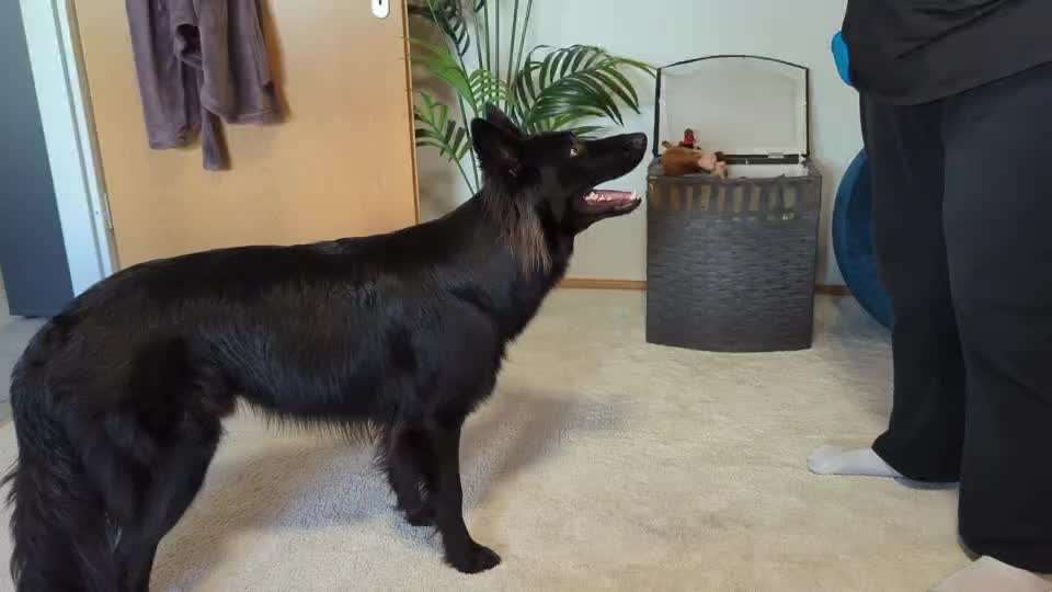 Trick Spiel - Koffer packen -der 22.-Beitrag-Bild