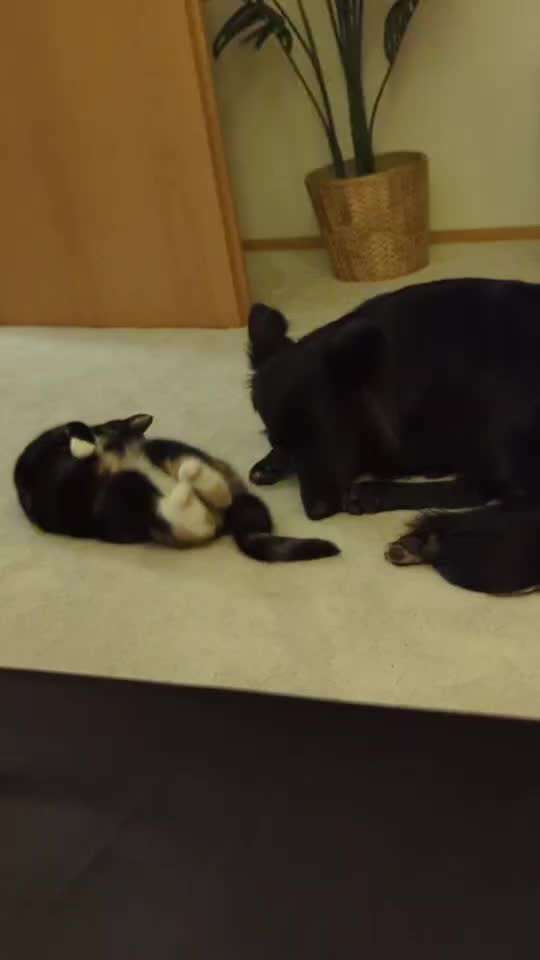 35. Impulskontrollübung "Kontakt mit anderen Tieren"-Beitrag-Bild