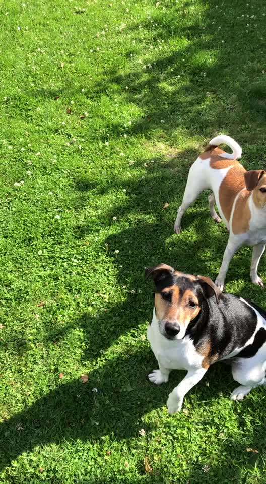 Wo sind die Jack und Parson Russell Terrier?-Beitrag-Bild