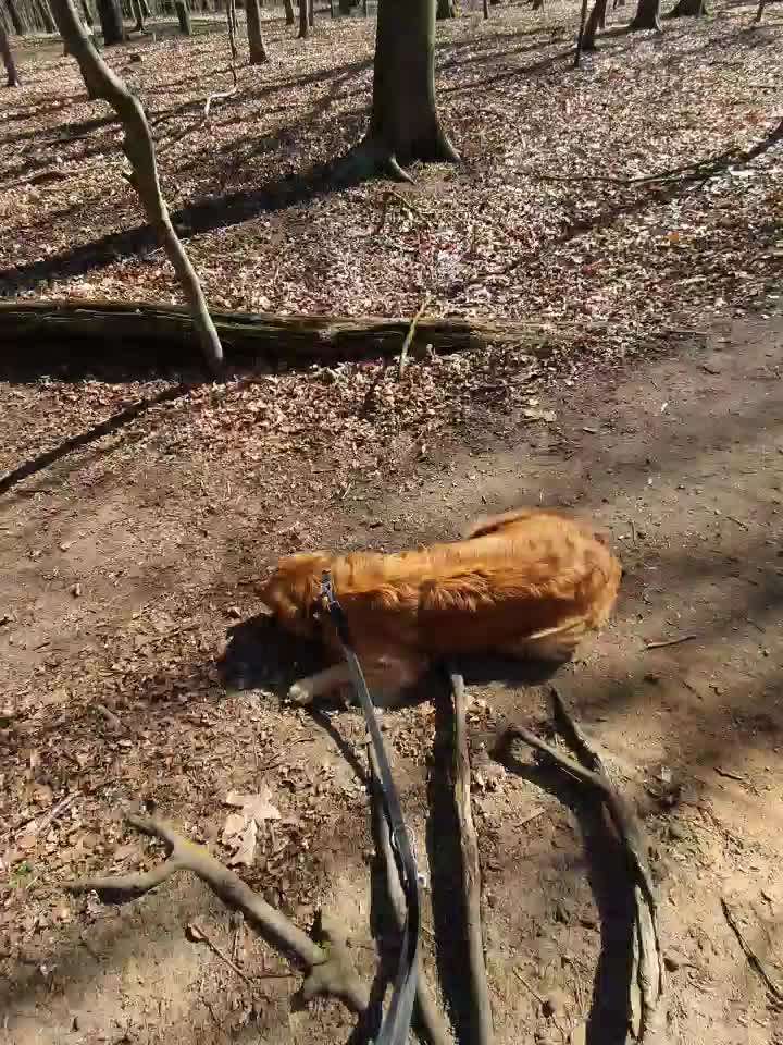 Hund legt sich bei Hundebegegnungen ab.-Beitrag-Bild