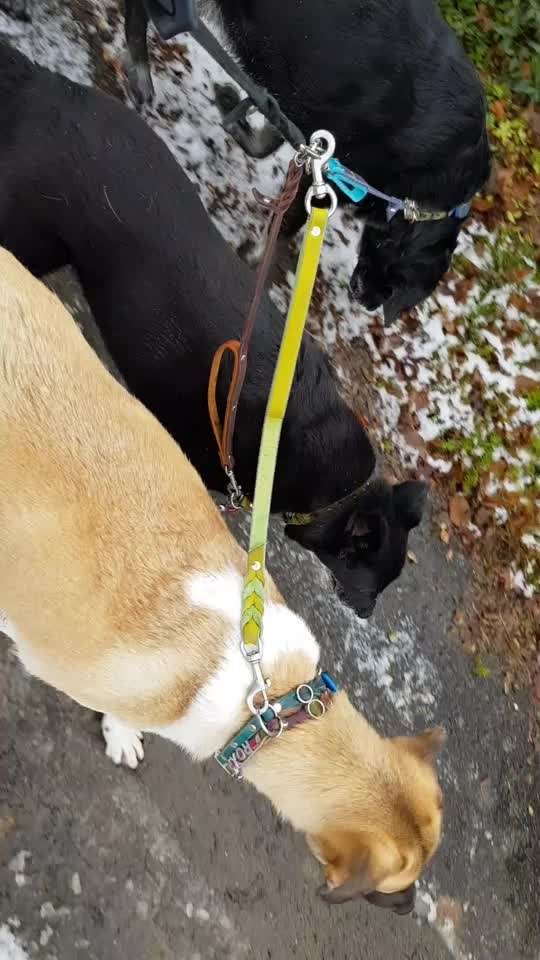 Halsband, Geschirr und Leine-Beitrag-Bild