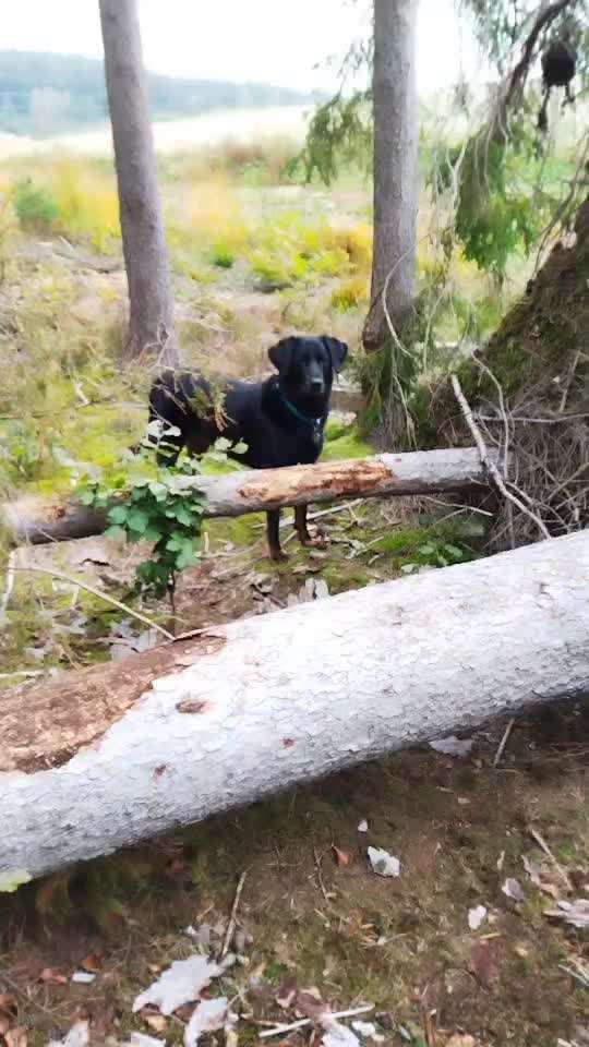 Golden Retriever Rüde kommt schlecht hoch-Beitrag-Bild