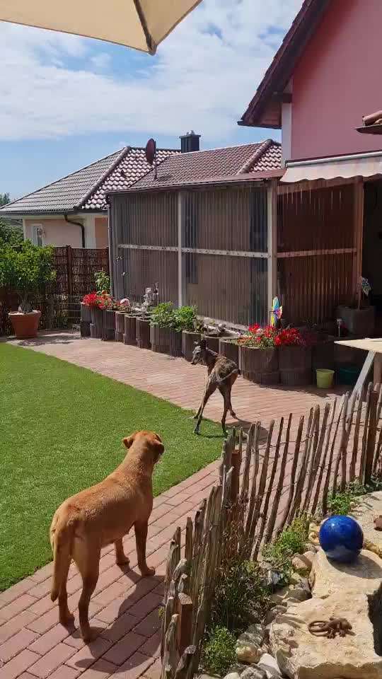 Windhunde - Treffen der besonderen Schönheiten
HERZLICH WILLKOMMEN-Beitrag-Bild