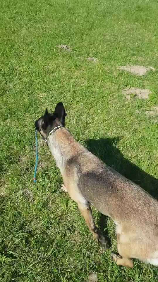 Windhunde - Treffen der besonderen Schönheiten
HERZLICH WILLKOMMEN-Beitrag-Bild